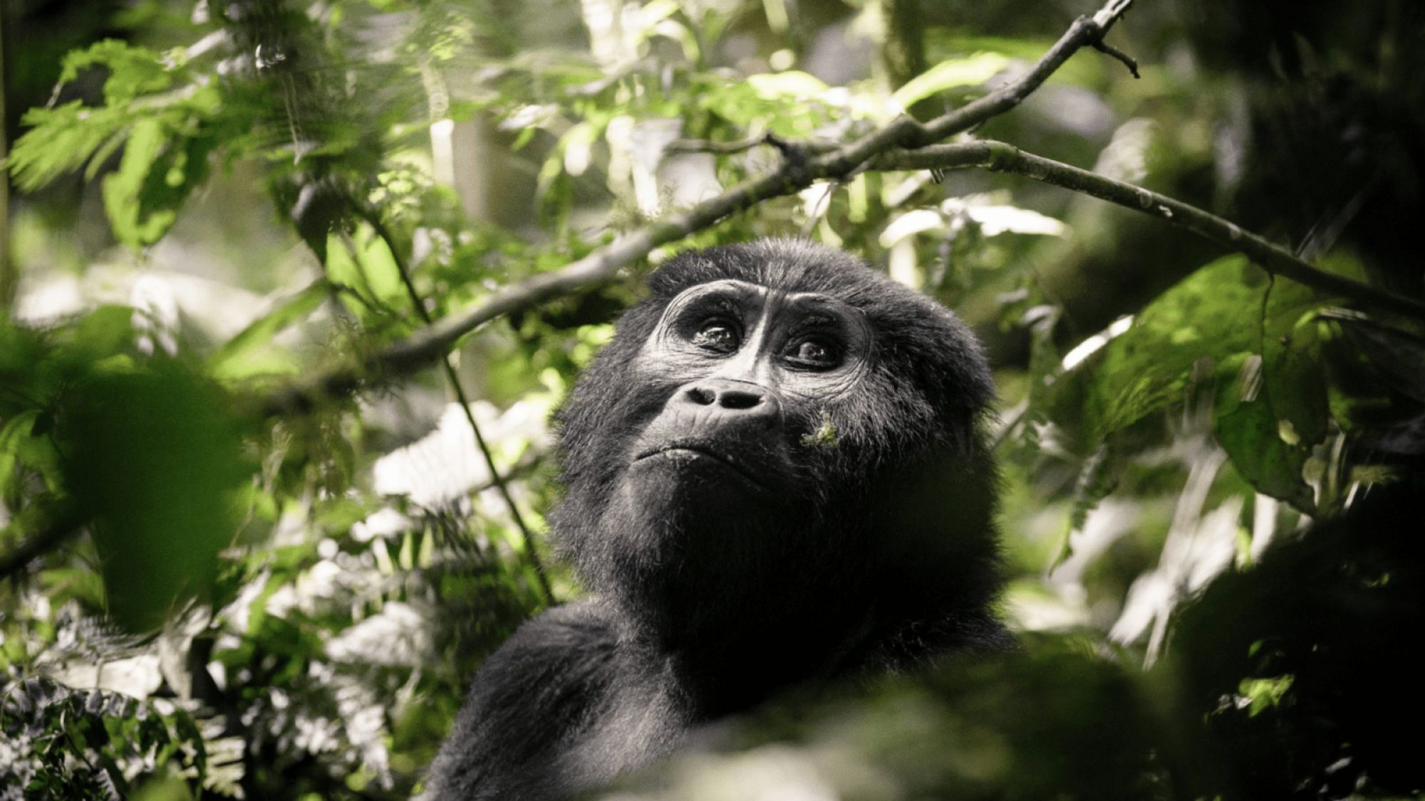 Mountain Gorilla · Bwindi