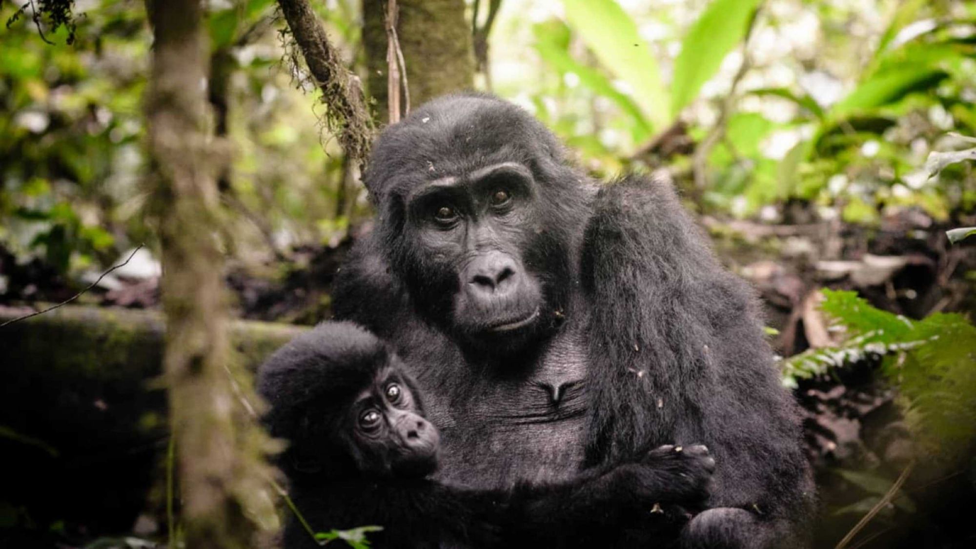 Gorilla Mother & Baby · Uganda