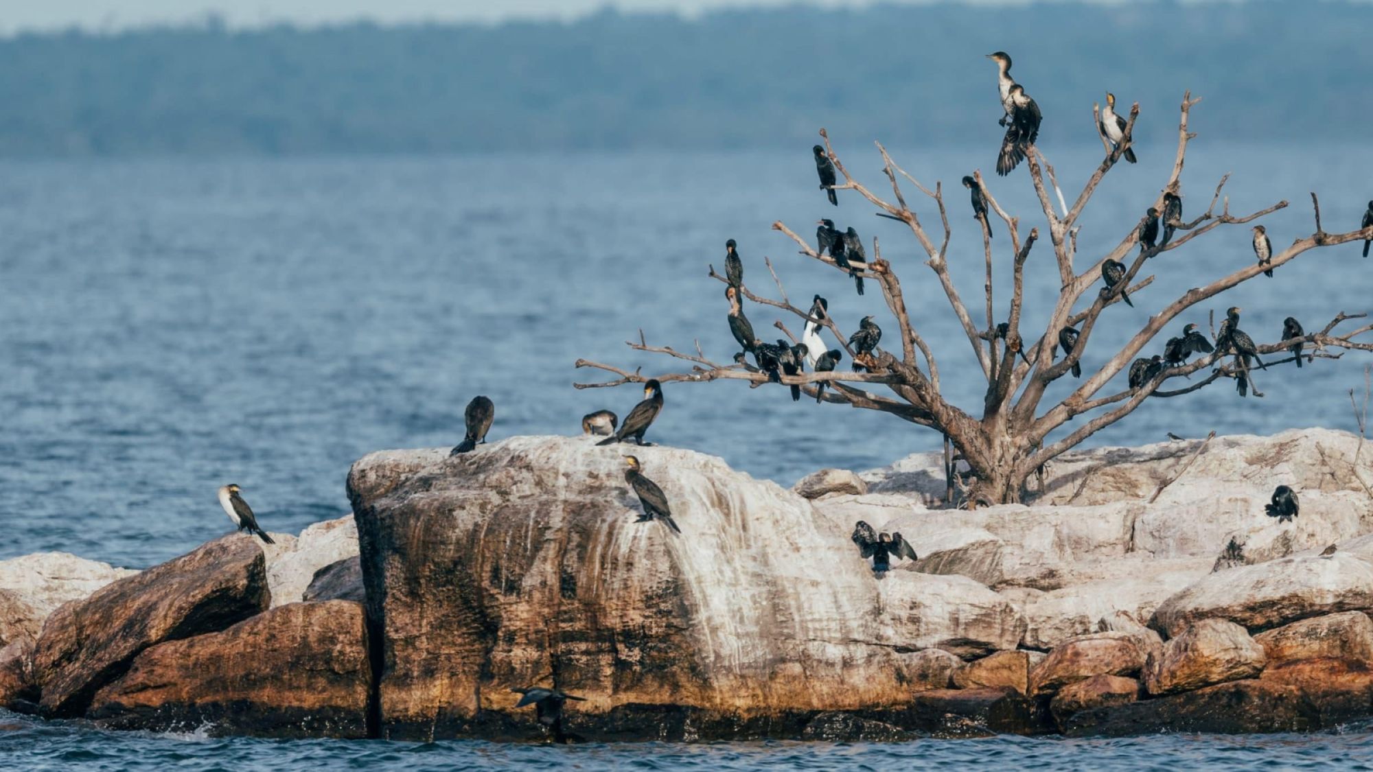 Cormorants · Lake Victoria