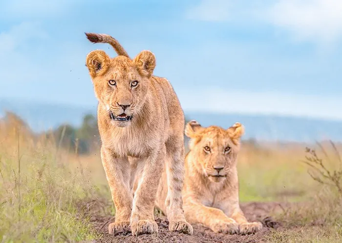Maasai Mara · Lion Cubs