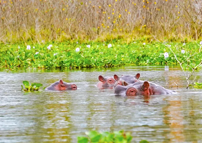 Hippos, Lake Naivasha