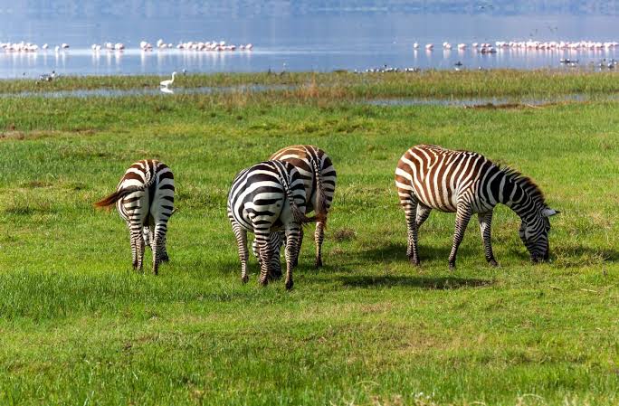 Lake Nakuru · Zebra & Flamingos