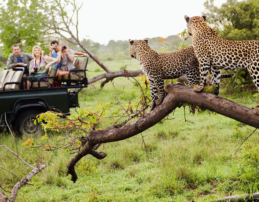 08 Days Kenya and Tanzania Big Five Lodge Safari