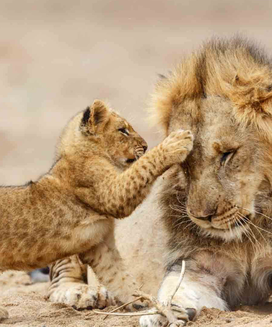 Design Your Cross-Border Safari