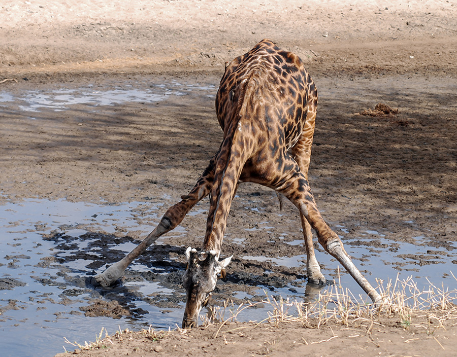 13 Days Kenya and Tanzania Small Group 4x4 Camping Safari