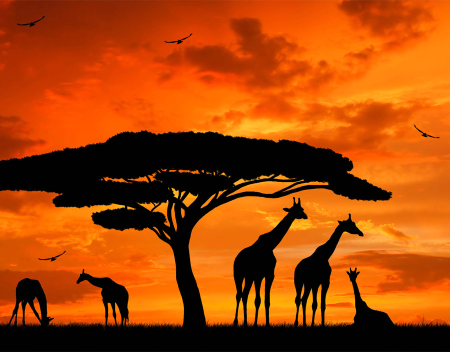 14 Days Kenya and Tanzania Lodge Private Safari