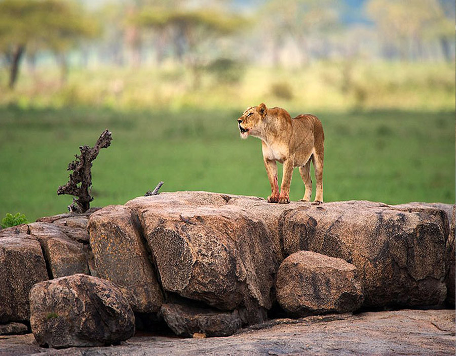Build Your Own Honeymoon