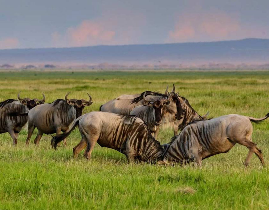 10 Days Wildebeest Migration Safari